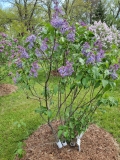 Blue_Delft_20220528_KA_MLD_2