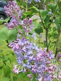 Blue_Delft_20220528_KA_MLD_3