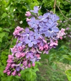 Blue_Delft_20240520_MA_JJM