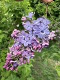 Blue_Delft_20240520_MA_JJM_4