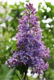 Blue_Delft_JJM