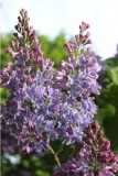 Blue_Delft_JJM_2