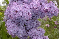 Blue Delight