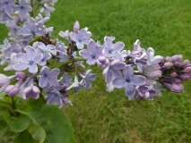 Blue_Delight_201906_RBG_MLD_1