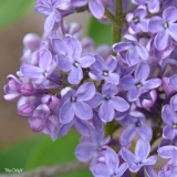 Blue_Delight_2019_LM_CF