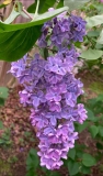 Blue_Delight_20240520_MA_JJM