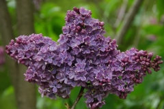 Blue_Delight_ZB_1
