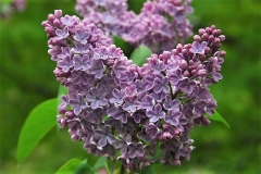 Blue_Delight_ZB_2