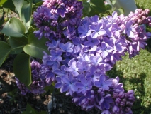 Blue_Diamond_2003_HP_MM__DM_1