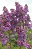 Blue_Diamond_CH_1