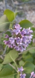Blue_Eyes_20240409_DC_DC