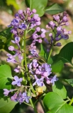 Blue_Eyes_20240414_MLD_MLD
