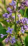 Blue_Eyes_20240414_MLD_MLD_2
