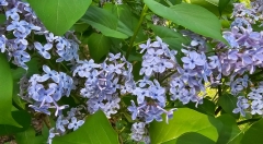Blue_Eyes_20240420_MLD_MLD