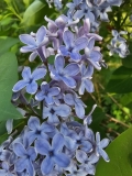 Blue_Eyes_20240420_MLD_MLD_2