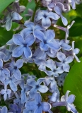 Blue_Eyes_20240420_MLD_MLD_3