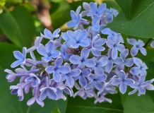 Blue_Eyes_20240422_MLD_MLD