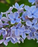 Blue_Eyes_20240422_MLD_MLD_2