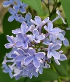 Blue_Eyes_20240427_MLD_MLD