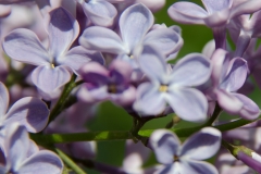 Blue Giant
