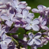Blue_Giant_201906_LM_CF