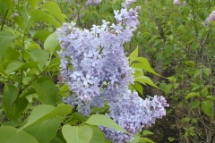 Blue Hills