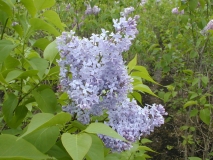 Blue_Hills_KK_HI_1
