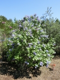Blue_Hills_KK_HI_2