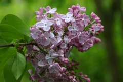 Blue_Hyacinth_1980_TP_1