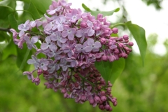 Blue_Hyacinth_1980_TP_2