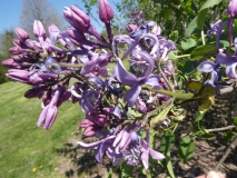 Blue_Hyacinth_20180501_MAA_MLD_1