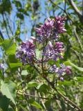Blue_Hyacinth_20180501_MAA_MLD_4