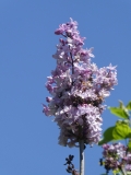 Blue_Hyacinth_20180501_MAA_MLD_5