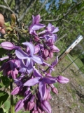 Blue_Hyacinth_20180501_MAA_MLD_6