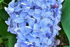 Blue Pixie