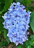 Blue_Pixie_20230426_DG_MLD