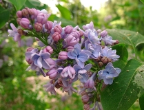 Blue_Pixie_DG_BB