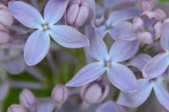 Blue Revery