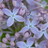 Blue_Revery_2019_LM_CF