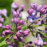 Blue_Revery__201906_LM_CF