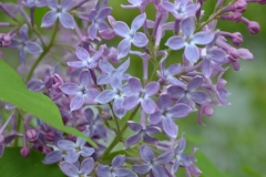 Bluets