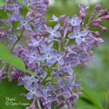 Bluets_201906_LM_CF