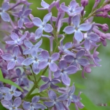 Bluets_2019_LM_CF