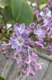 Bluets_202305_MA_JM