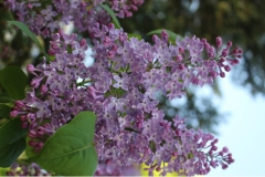 Bluets_JJM