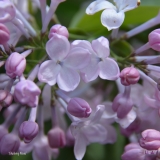 Blushing_Nova_2019_LM_CF