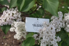 Bluzs_2018_Dobele_NS_3