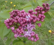 Bogdan_Khmelnitskii_2003_HP_MM__DM_2