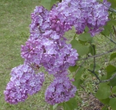 Bountiful_2003_HP_MM__DM