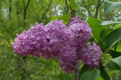 Bountiful_20170523_RBG_MLD_4